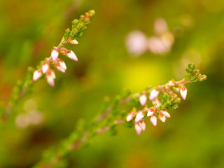 heideblüte
