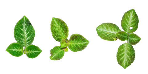Begonia (Begonia rex) leafs collection isolated on white