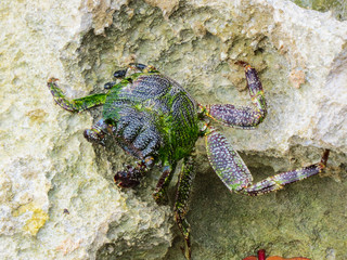 La Romana, Dominican Republic -  a crab on the rock in the turquoise water of the tropical island of Dominican Republic.