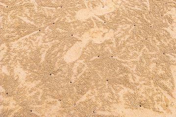 Mole crabs traces in sand