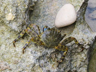 La Romana, Dominican Republic -  a crab on the rock in the turquoise water of the tropical island of Dominican Republic.