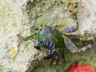 La Romana, Dominican Republic -  a crab on the rock in the turquoise water of the tropical island of Dominican Republic.