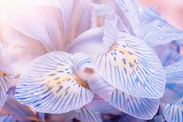 macro petals orchid background / summer floral background, flower petals texture, macro details