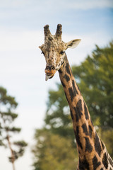 Girafe