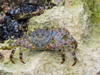 La Romana, Dominican Republic -  a crab on the rock in the turquoise water of the tropical island of Dominican Republic.