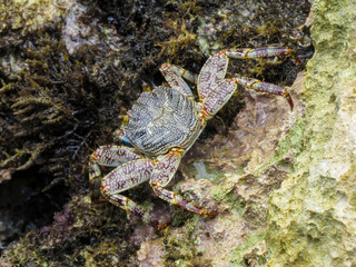 La Romana, Dominican Republic -  a crab on the rock in the turquoise water of the tropical island of Dominican Republic.