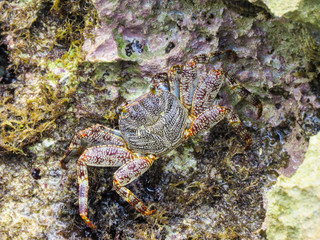 La Romana, Dominican Republic -  a crab on the rock in the turquoise water of the tropical island of Dominican Republic.