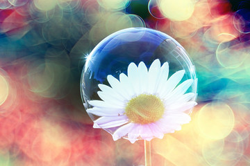 soap bubble petal / concept nature air purity, air bubble on a flower petal