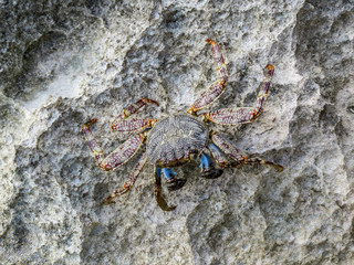 La Romana, Dominican Republic -  a crab on the rock in the turquoise water of the tropical island of Dominican Republic.