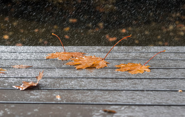 Three yellow autumn maple leaves on wet grey table or terrace under heavy rain outside in garden. Rainy fall season weather concept. Copy space