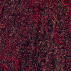 ivy wall  background in fall season