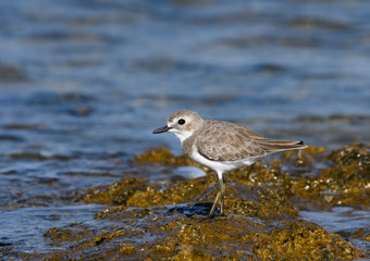 Greater Sand Plover Standing on Sea Rock
