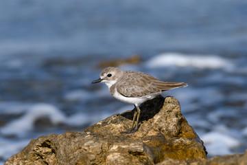 Greater Sand Plover Standing on Sea Rock