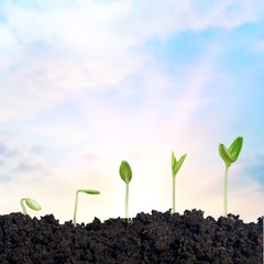 Growth of new life on  background