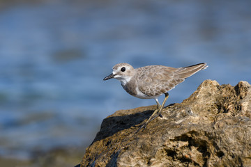 Greater Sand Plover Standing on Sea Rock, Closeup Portrait