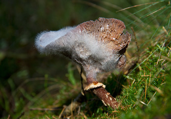 Obraz premium Cycle of life: rotting Freckled Dapperling,Lepiota aspera, cap of the mushroom covered with white fungus
