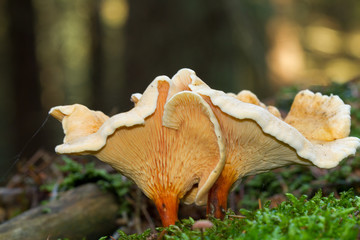 Two false chanterelles in a forest