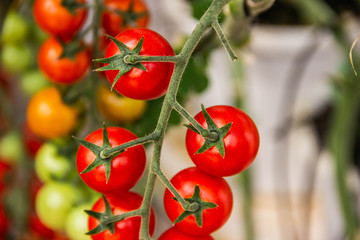 red tomatoes on the vine
