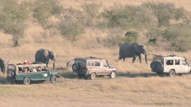 Elephants and their babes feeding on grasses next  tourist jeeps in Maasai Mara