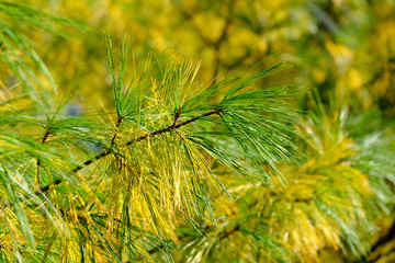 Green and yellow pine leaves in Autumn.