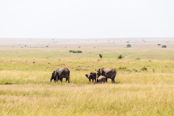 Elephants on the savannah in Africa