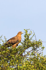 Tawny eagle in a treetop in the savanna