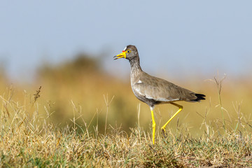 Colorful Wattled lapwing walking on the savanna