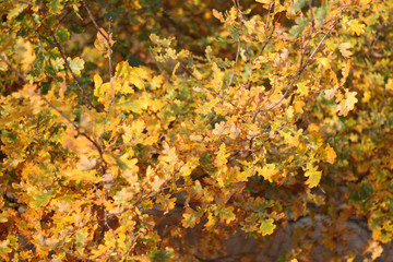 autumn leaves on tree, oak tree