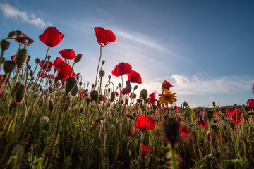 Fototapeta na wymiar Poppy fields in Cornwall UK with sunlight 