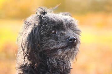 portrait of a dog, bolognese