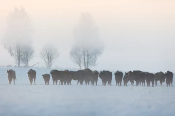 Gordijnen European bison - Bison bonasus in the Knyszyn Forest (Poland) © szczepank