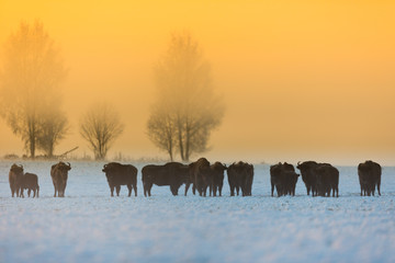 European bison - Bison bonasus in the Knyszyn Forest (Poland) © szczepank