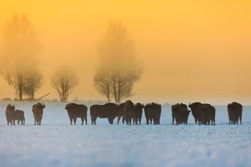 Poster Europese bizon - Bison bonasus in het Knyszyn-woud (Polen) © szczepank