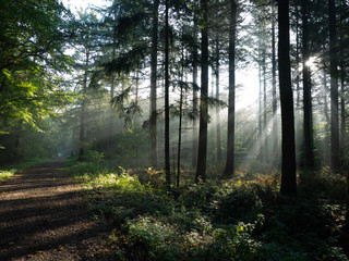 Obraz premium Nebel im Wald