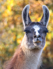 Obraz premium portrait of llama