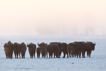 European bison - Bison bonasus in the Knyszyn Forest (Poland) © szczepank