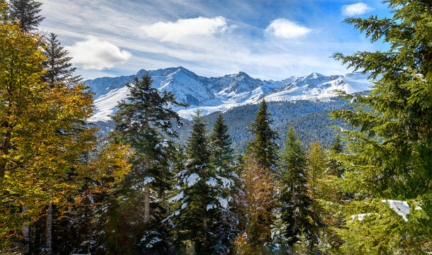 fir trees in french pyrenees mountains with Pic du Midi de Bigorre in background