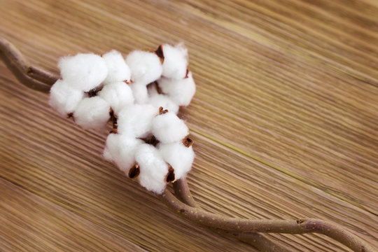 Group of cotton flowers on wooden background with copy space. Selective focus. Spa concept.