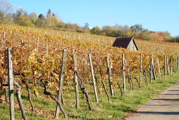 Häuschen im Herbst in den Weinbergen in Esslingen (Baden-Württemberg)