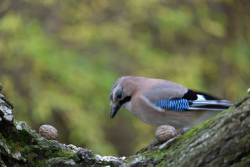 Eurasian Jay (Garrulus Glandarius) looking for food.