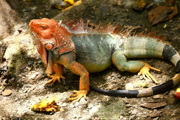 Orange headed iguana in Costa Rica