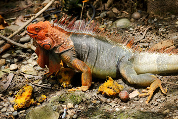 Orange headed iguana in Costa Rica