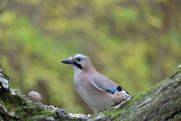 Eurasian Jay (Garrulus Glandarius) Looking for Food.