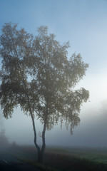 Fototapeta na wymiar Trees in early autumn foggy morning. Autumn fog at misty fields in Germany