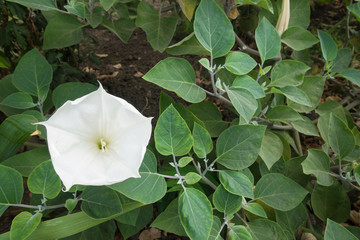 One pure white flower of Datura innoxia