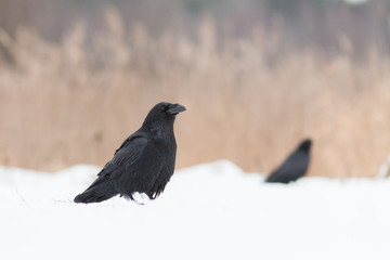 Black raven flying in moonlight.(Corvus corax) Scary, creepy. Halloween