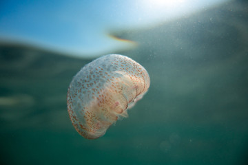 jellyfish in sea water