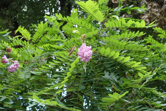 Seed pod and panicle of pink flowers of Robinia hispida