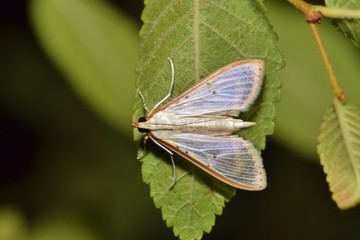 A small Four-spotted Palpita Moth (Palpita quadristigmalis) roosting on a small leaf during the night. They are usually a white/pinkish hue and their wings can be somewhat transparent.