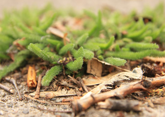 Very young green leaves of milfoil in spring
